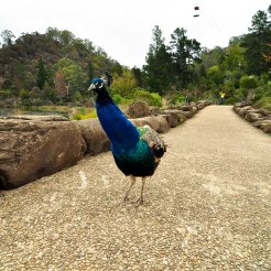 Chasing Peacock