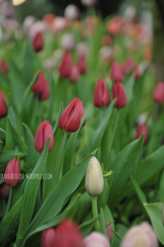 "French" Single Late Tulips